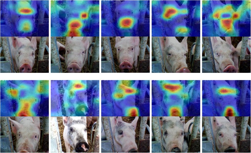 Figure 6: Reconnaissance faciale appliquée au porc. Source: Hansen et al. 2018